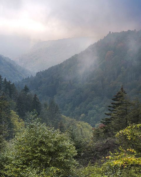 Jaynes Gallery 아티스트의 USA-West Virginia-Davis Forested mountain landscape in fog작품입니다.